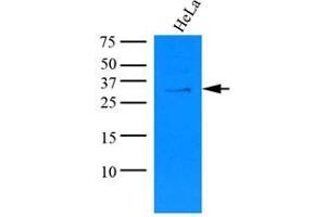 Cell lysates of HeLa (35 ug) were resolved by SDS-PAGE, transferred to nitrocellulose membrane and probed with anti-human KCTD15 (1:1000). (KCTD15 Antikörper)