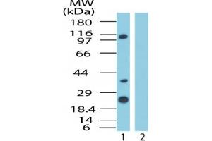 Image no. 1 for anti-Importin 8 (IPO8) (AA 850-900) antibody (ABIN207675)
