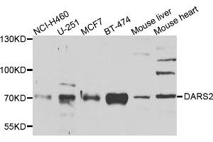 Western blot analysis of extracts of various cell lines, using DARS2 antibody (ABIN5975194) at 1/1000 dilution. (DARS2 Antikörper)