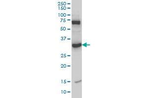 Western Blotting (WB) image for anti-N-Methylpurine-DNA Glycosylase (MPG) (AA 1-90) antibody (ABIN598819) (MPG Antikörper  (AA 1-90))