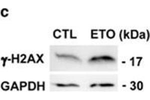 Western Blotting (WB) image for anti-Glyceraldehyde-3-Phosphate Dehydrogenase (GAPDH) antibody (ABIN2857072)