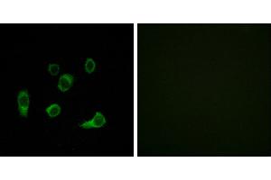 Peptide - +Immunofluorescence analysis of HuvEc cells, using ATG4C antibody. (ATG4C Antikörper  (Internal Region))