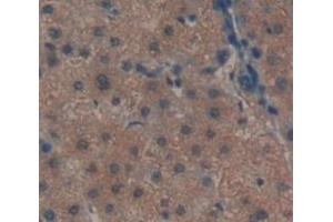 IHC-P analysis of Human Tissue, with DAB staining. (CLEC11A Antikörper  (AA 22-323))