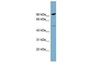 MARCO antibody used at 1 ug/ml to detect target protein.