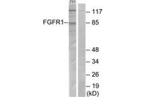 Western Blotting (WB) image for anti-Fibroblast Growth Factor Receptor 1 (FGFR1) (AA 121-170) antibody (ABIN2888991) (FGFR1 Antikörper  (AA 121-170))