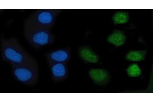 IF analysis of KLF10 using anti-KLF10 antibody (ABIN7601477). (KLF10/TIEG1 Antikörper  (AA 36-471))