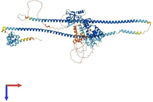 CARD11 Protein (AA 1-1154) (His tag)