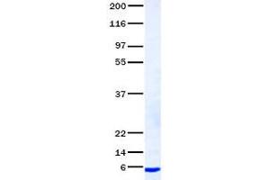 Validation with Western Blot (NUCB2 Protein)