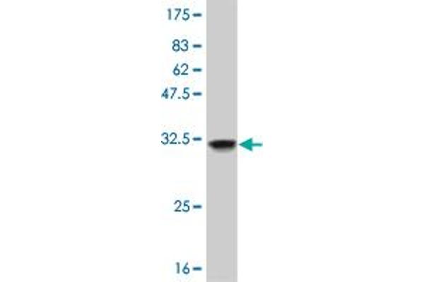 OLIG1 antibody  (AA 80-159)