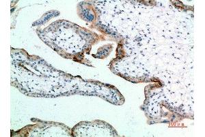 Immunohistochemical analysis of paraffin-embedded human-placenta, antibody was diluted at 1:200 (EDNRB Antikörper  (AA 31-80))