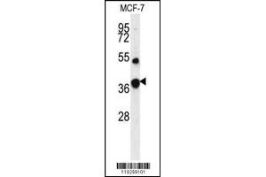 Western blot analysis of FBP1 Antibody in MCF-7 cell line lysates (35ug/lane) (FBP1 Antikörper  (AA 125-156))