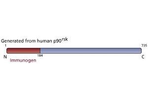 Image no. 3 for anti-Ribosomal Protein S6 Kinase, 90kDa, Polypeptide 1 (RPS6KA1) (AA 1-184) antibody (ABIN967838)
