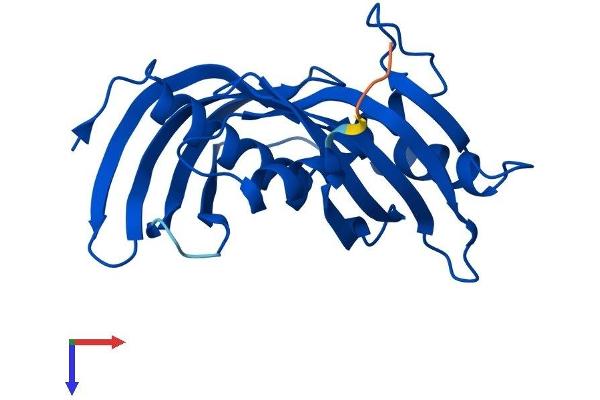 Latexin Protein (LXN) (AA 1-222) (His tag)