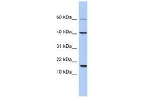 Image no. 1 for anti-Atonal Homolog 7 (ATOH7) (C-Term) antibody (ABIN6742655) (ATOH7 Antikörper  (C-Term))