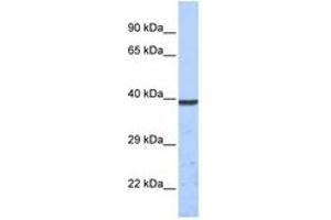 Image no. 1 for anti-Potassium Channel Subfamily K Member 1 (KCNK1) (C-Term) antibody (ABIN6742543) (KCNK1 Antikörper  (C-Term))
