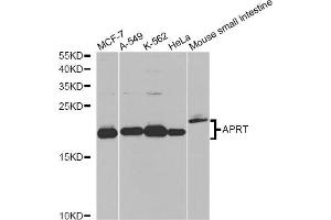 Western blot analysis of extracts of various cell lines, using APRT antibody (ABIN6291536) at 1:1000 dilution. (APRT Antikörper)