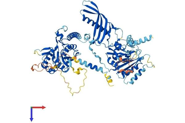 CHPF2 Protein (AA 1-772) (His tag)