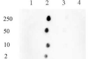 Histone H3 monomethyl Lys122 pAb tested by dot blot analysis. (Histone 3 Antikörper  (H3K122me1))
