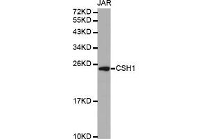 Western Blotting (WB) image for anti-Chorionic Somatomammotropin Hormone 1 (Placental Lactogen) (CSH1) antibody (ABIN1872030)