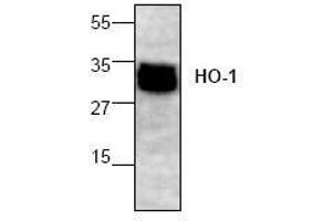 Image no. 1 for anti-Heme Oxygenase (Decycling) 1 (HMOX1) (N-Term) antibody (ABIN155124) (HMOX1 Antikörper  (N-Term))