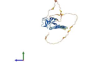 AlphaFold protein structure predicition of Human Recombinant CLEC17A Protein, UniprotID Q6ZS10