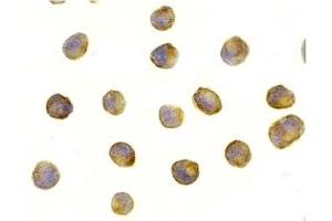 Immunohistochemistry (IHC) image for anti-RAPTOR (RAPTOR) (Middle Region) antibody (ABIN1031053) (RAPTOR Antikörper  (Middle Region))