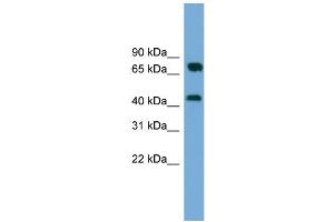 WB Suggested Anti-MAT2A Antibody Titration: 0. (MAT2A Antikörper  (Middle Region))