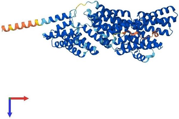 MAU2/KIAA0892 Protein (AA 1-613) (His tag)