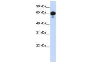 Image no. 1 for anti-Protein Phosphatase 1J (PPM1J) (AA 71-120) antibody (ABIN6743258) (PPM1J Antikörper  (AA 71-120))