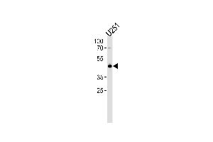 Western blot analysis in U251 cell line lysates (35ug/lane). (TFAP2A Antikörper  (N-Term))
