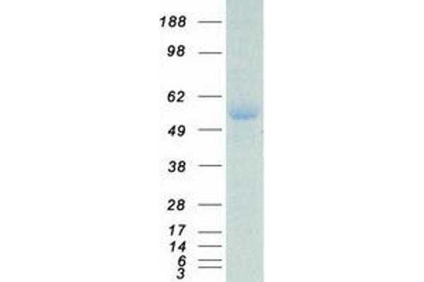 ERG Protein (Transcript Variant 1) (Myc-DYKDDDDK Tag)