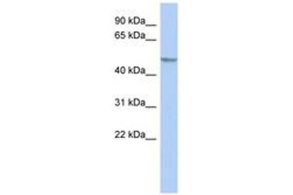 GCOM1 anticorps  (AA 215-264)