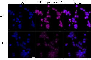 anti-THO Complex 1 (THOC1) antibody