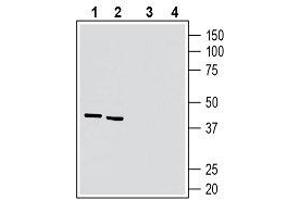 Western blot analysis of rat brain lysate (lanes 1 and 3) and mouse brain lysate (lanes 2 and 4):1, 2. (5-Hydroxytryptamine (serotonin) Receptor 7 (Adenylate Cyclase-Coupled) (HTR7) Peptid)