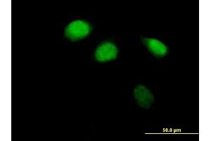 Immunofluorescence of purified MaxPab antibody to ZBTB12 on HeLa cell. (ZBTB12 Antikörper  (AA 1-459))