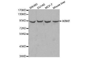 Western blot analysis of extracts of various cell lines, using IKBKE antibody. (IKKi/IKKe Antikörper  (AA 495-716))