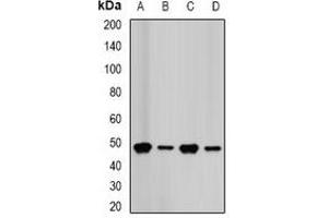 Western blot analysis of FDPS expression in HepG2 (A), Hela (B), MCF7 (C), mouse liver (D) whole cell lysates.