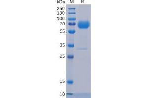 Human Trop2 Protein, mFc-His Tag on SDS-PAGE under reducing condition.