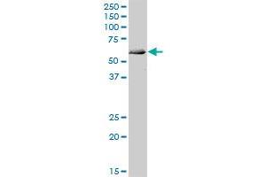 ATG4C MaxPab polyclonal antibody. (ATG4C Antikörper  (AA 1-458))