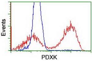 HEK293T cells transfected with either RC200975 overexpress plasmid (Red) or empty vector control plasmid (Blue) were immunostained by anti-PDXK antibody (ABIN2454646), and then analyzed by flow cytometry. (PDXK Antikörper)