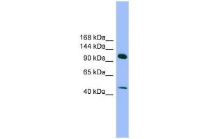 SEC23IP antibody used at 0. (SEC23IP Antikörper  (N-Term))