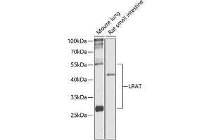 Western blot analysis of extracts of various cell lines, using Lrat antibody (ABIN6132018, ABIN6143312, ABIN6143315 and ABIN6217189) at 1:1000 dilution.