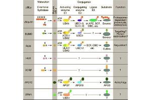 Conjugation pathways for ubiquitin and ubiquitin-like modifiers (UBLs). (ATG12 Antikörper)