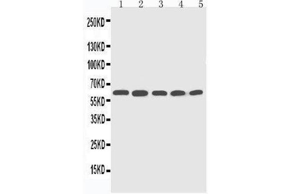 CYP2U1 Antikörper  (C-Term)