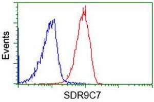 Image no. 2 for anti-Short Chain Dehydrogenase/reductase Family 9C, Member 7 (SDR9C7) antibody (ABIN1500842) (SDR9C7 Antikörper)
