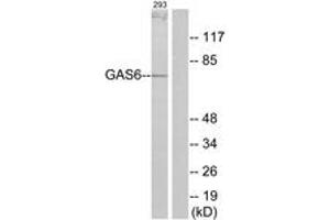 Western blot analysis of extracts from 293 cells, using GAS6 Antibody. (GAS6 Antikörper  (AA 291-340))