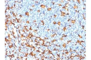 ABIN6383787 to AIF1/IBA1 was successfully used to stain T cells in human tonsil sections.