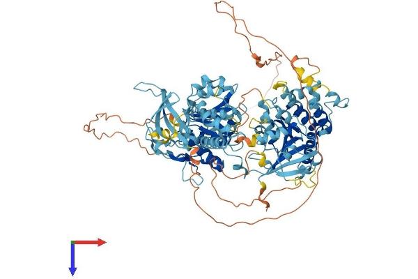 RAD54B Protein (AA 1-886) (His tag)
