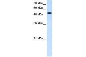WB Suggested Anti-SLC25A25 Antibody Titration:  0. (SLC25A25 Antikörper  (N-Term))