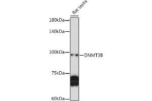 Western blot analysis of extracts of Rat testis, using DNMT3B Rabbit pAb (ABIN6130287, ABIN6139752, ABIN6139754 and ABIN6223075) at 1:1000 dilution. (DNMT3B Antikörper)